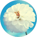 Joanne Choi profile picture